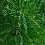 Taxodium distichumLeaf