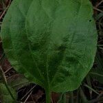 Plantago majorLeaf