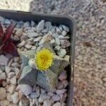 Astrophytum myriostigma Květ