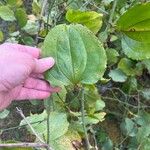 Smilax rotundifolia Leaf