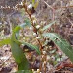 Persicaria punctata പുഷ്പം