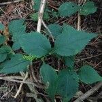 Solidago flexicaulis ഇല