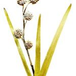 Sparganium emersum 花