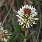 Trifolium montanum Flors