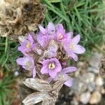 Armeria maritima Kvet