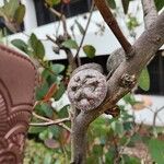 Eucalyptus preissiana Fruit