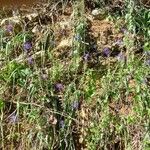 Muscari matritense Habitat