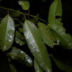 Calophyllum brasiliense Blatt