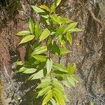Eurya acuminata برگ