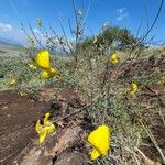 Crotalaria laburnifolia Habitatea