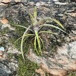 Tillandsia paucifolia 葉