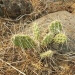 Opuntia fragilis Habit