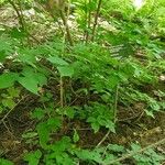 Staphylea trifolia Habit