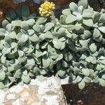 Helichrysum ambiguum Hoja