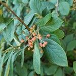 Cotoneaster glaucophyllus 葉