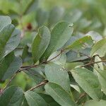 Combretum celastroides Blatt