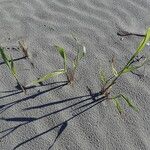 Phragmites karka Habitus