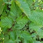 Carpinus betulusList