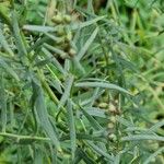 Artemisia dracunculus Blad