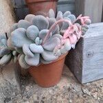 Pachyphytum oviferum Foglia