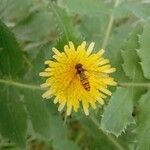 Sonchus oleraceus Flower