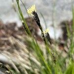 Carex sempervirens Fula
