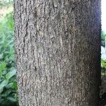 Cordia africana Bark