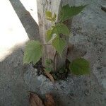 Acer spicatum Blad