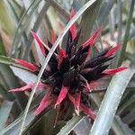 Aechmea recurvata