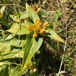 Gentiana cruciataKukka