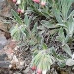 Onosma frutescens Deilen