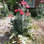 Papaver somniferumBlad