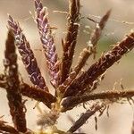 Cyperus longus Плод