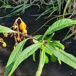 Solanum aviculare Levél