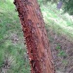 Arbutus menziesii Bark