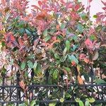 Photinia × fraseri Leaf