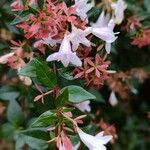 Abelia × grandiflora Fleur