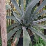 Agave salmiana 葉