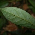 Hymenopus latistipulus Leaf