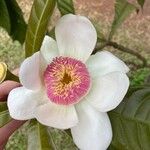 Gustavia augusta 花