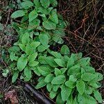 Symphytum orientale Habit