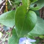 Vinca major Leaf