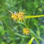 Carex flava Kvet