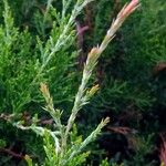 Chamaecyparis pisifera Blad