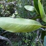 Atractocarpus vaginatus Hostoa
