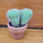 Echinocereus coccineus عادت داشتن