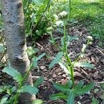 Leucanthemum ircutianum Характер