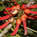 Erythrina globocalyx Vaisius