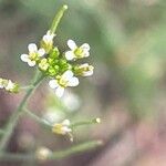 Arabidopsis thaliana Blomma