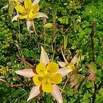 Aquilegia pubescens Цветок
